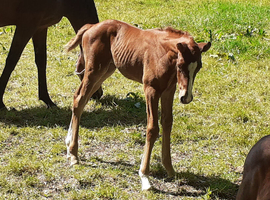 For sale at weaning