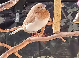 Bengalese finch