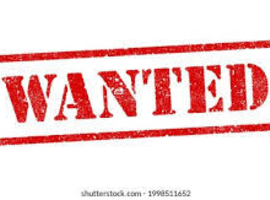 Kitten or young Sphynx cat wanted