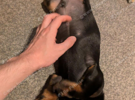 Puppy dachshund