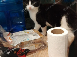 Female tuxedo