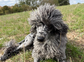 9 month toy poodle boy