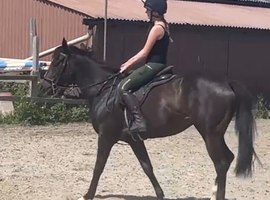 Mike- stunning black 15.3h 6 yrs all rounder ROR jumper
