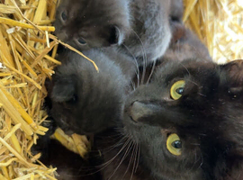 Farm kittens for sale (friendly)