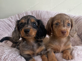 Mini Long hair Dachshund puppies