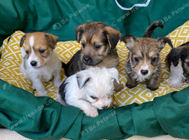 for sale jack russell puppies