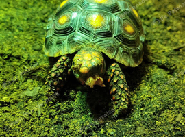 Red foot tortoise with vivarium 3 years old