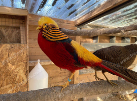 Golden Pheasant Pairs & Single Males