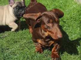 Amazing miniature dachshund stud.
