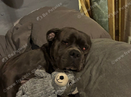 Cane corso puppy for rehoming