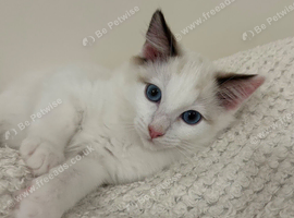 Lilac Bicolour Ragdoll Male Ready Now