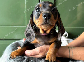 Stunning Standard Datchhound puppies READY TO GO
