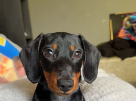 Dachsund for sale - Rochdale