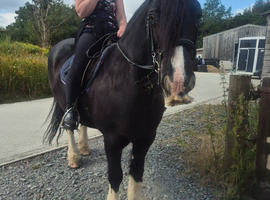 True reliable 15hh RDA happy hacker for all the family