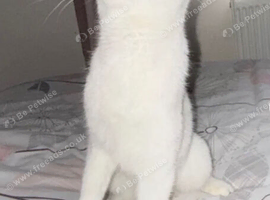 Kitten
