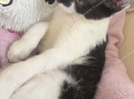 Tuxedo female kitten
