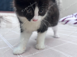 Beautiful tuxedo kitten