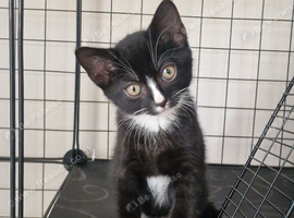 Male Kitten