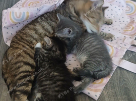 3 kittens for sale 100 each