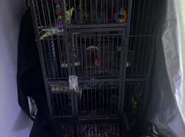 Lovely cockatiel with cage