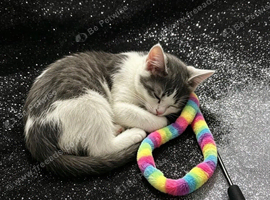 7 months old kitten