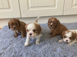 Lovely litter of KC reg blenheim/ruby cavalier pups from health tested parents