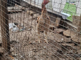 Aseal chicken