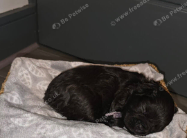 French bulldog puppies
