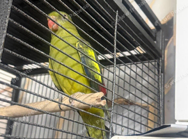 Regant parrot
