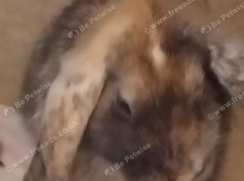 Rehome baby rabbits