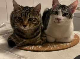 Beautiful cat