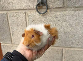 Gorgeous Guinea Pigs