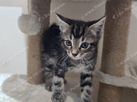 Kittens for sale