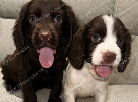 Cocker spaniel puppies 2 boys left