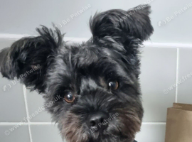 Looking yorkshire terrier for stud