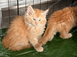 Gorgeous mainecoon kittens