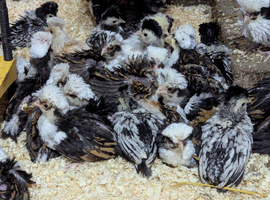 Polish Chicks All colours