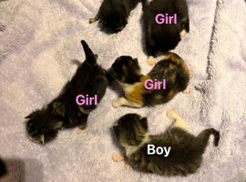 5 beautiful rather fluffy kittens ready in 7 weeks looking for a forever home