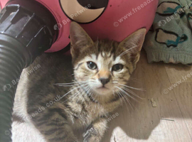 2 female kittens