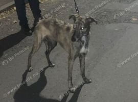Lurcher