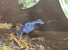 Looking for a male tinctorius azureus