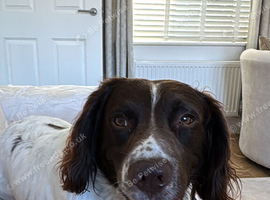2 year old Springer