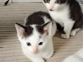 Male kittens