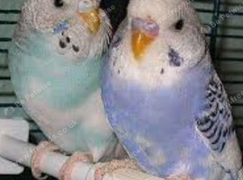 Looking nice wee female budgie