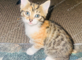 Tabby with ginger pattern 4 months old girl