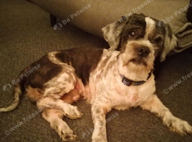 Fergus needs a new home ASAP