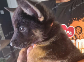 Shepskie puppies for sale