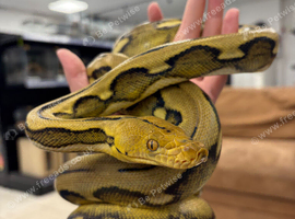 Sunfire Tiger Reticulated Python