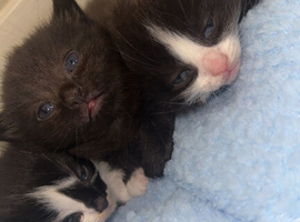 1 beautiful kitten for sale