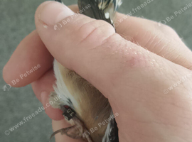 Goldfinch